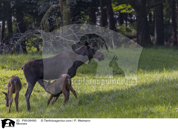 Mooses / PW-08490