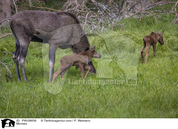 Elche / Mooses / PW-08656