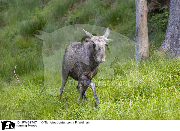 running Moose / PW-08707