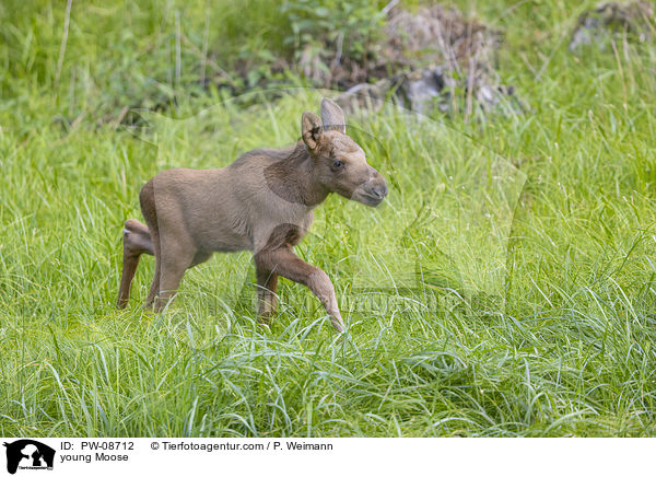 young Moose / PW-08712