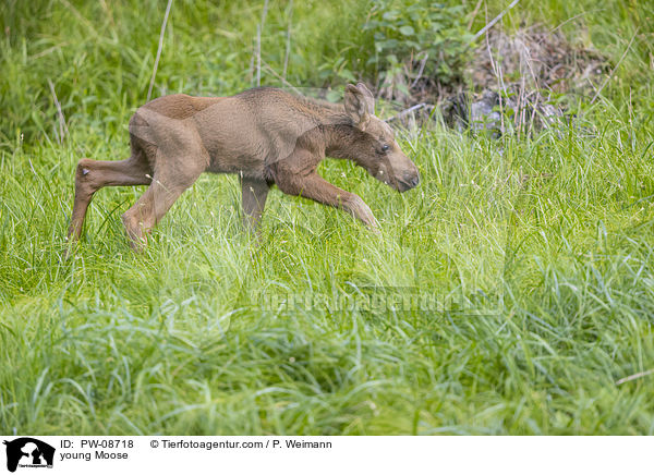 young Moose / PW-08718