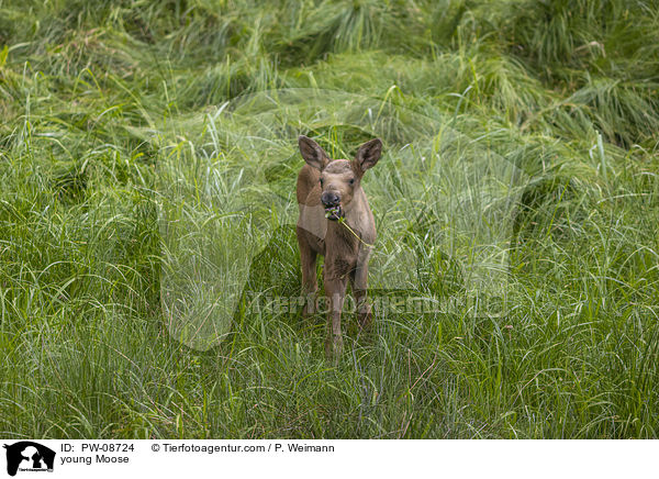 young Moose / PW-08724