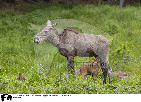 Mooses / PW-08740