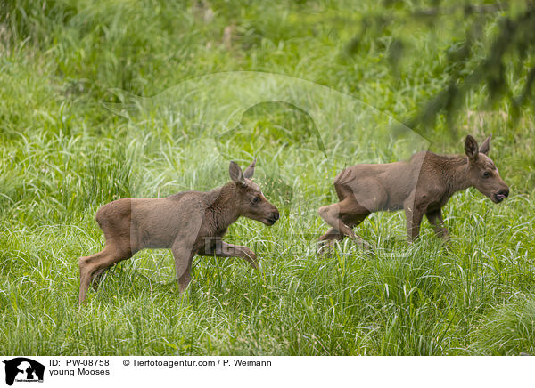 junge Elche / young Mooses / PW-08758