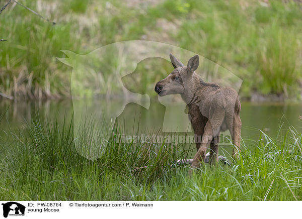 young Moose / PW-08764