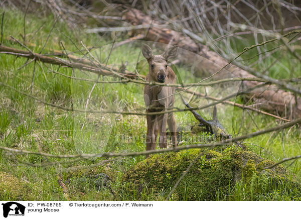 junger Elch / young Moose / PW-08765