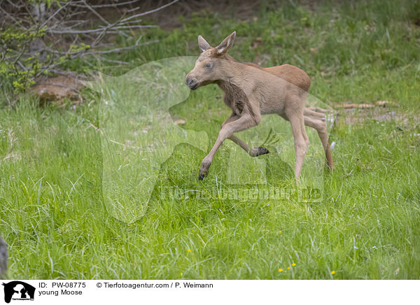 young Moose / PW-08775