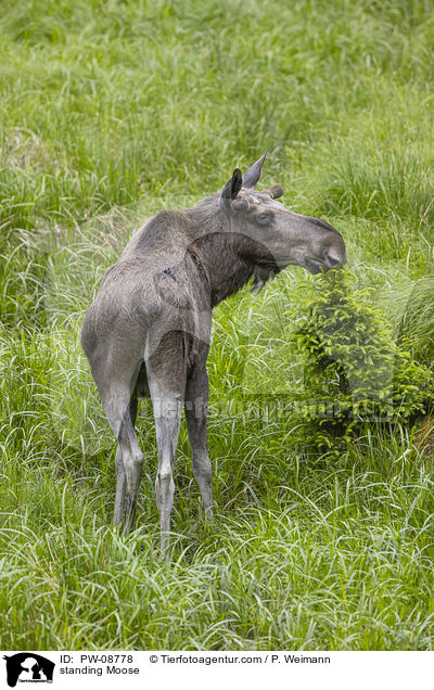 stehender Elch / standing Moose / PW-08778