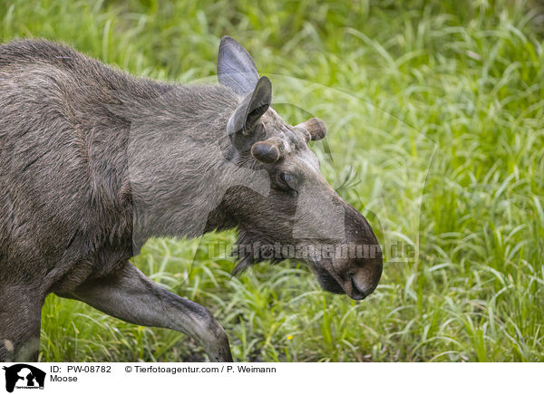 Elch / Moose / PW-08782