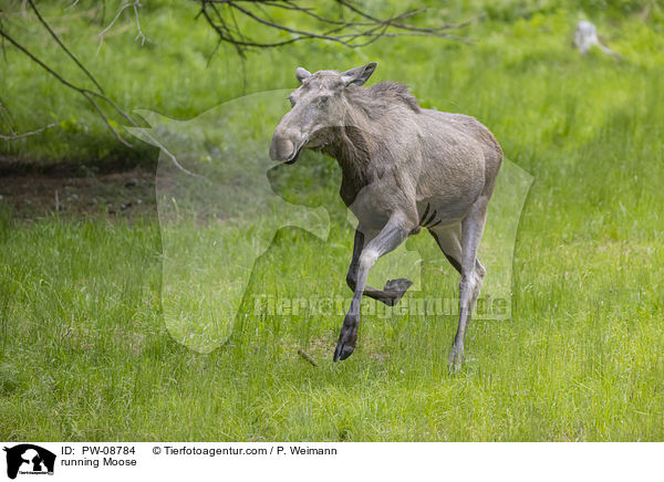 rennender Elch / running Moose / PW-08784