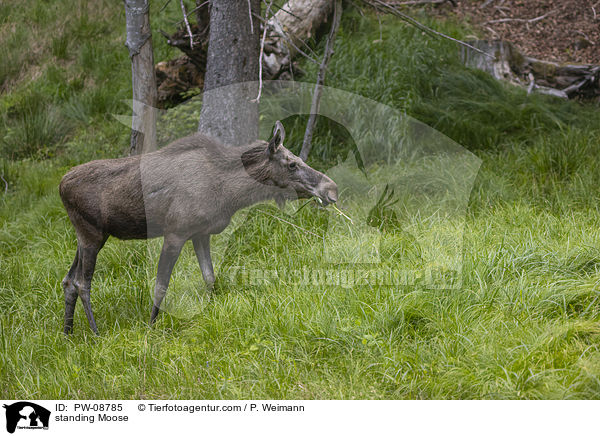 standing Moose / PW-08785