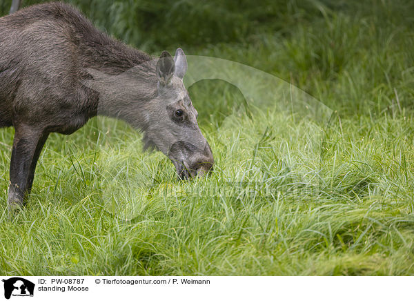 standing Moose / PW-08787