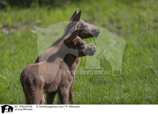 young Mooses / PW-08796