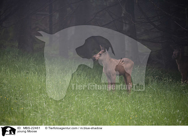 young Moose / MBS-22461
