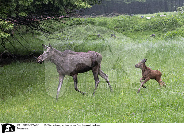 Mooses / MBS-22466