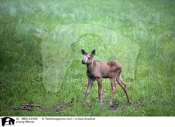 junger Elch / young Moose / MBS-22489