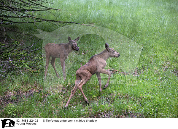 junge Elche / young Mooses / MBS-22492