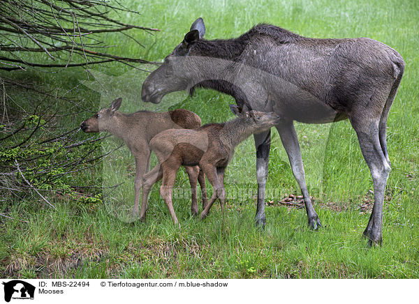 Mooses / MBS-22494