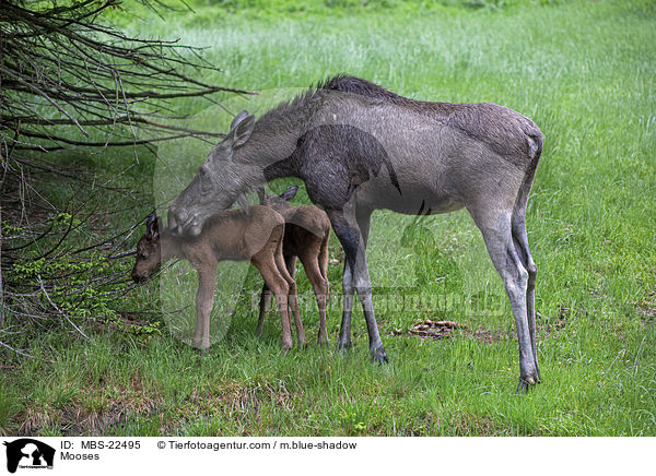 Mooses / MBS-22495