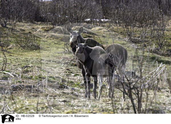 elks / HB-02028