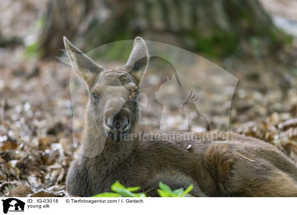 young elk / IG-03018