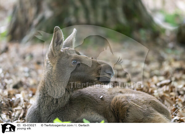 young elk / IG-03021