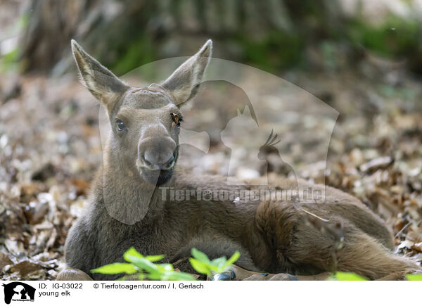 young elk / IG-03022