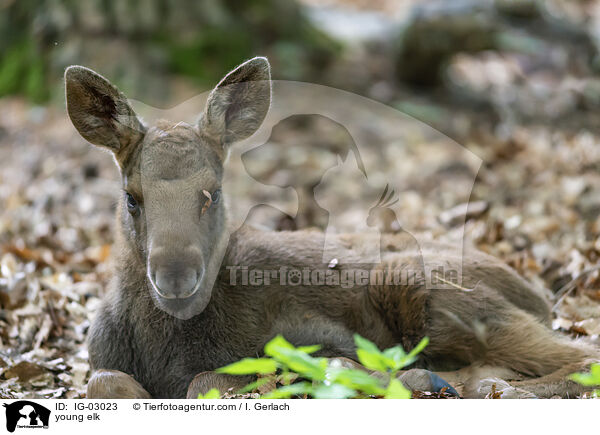 young elk / IG-03023