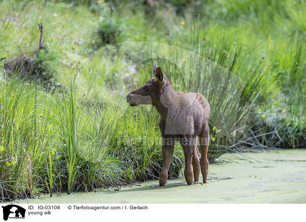 young elk / IG-03108