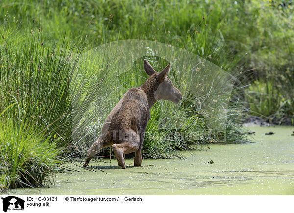 junger Elch / young elk / IG-03131