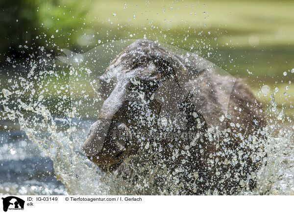 Elch / elk / IG-03149