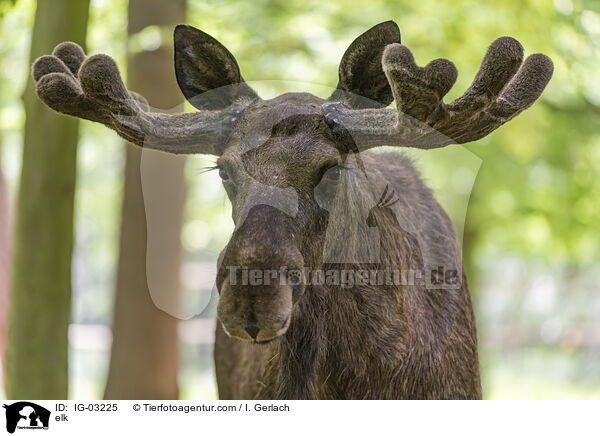 Elch / elk / IG-03225