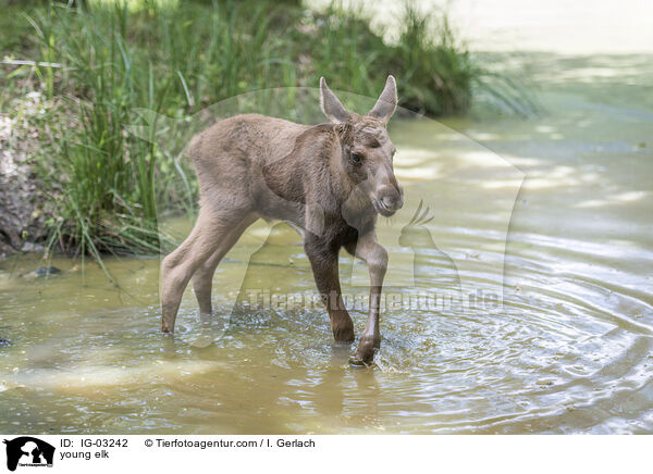 junger Elch / young elk / IG-03242