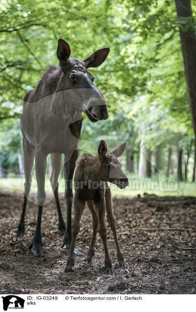 Elche / elks / IG-03249
