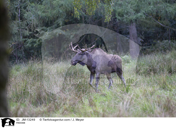 Elch / moose / JM-13249
