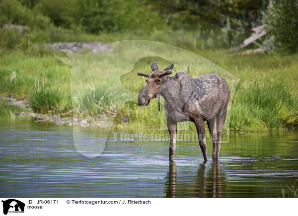 Elch / moose / JR-06171
