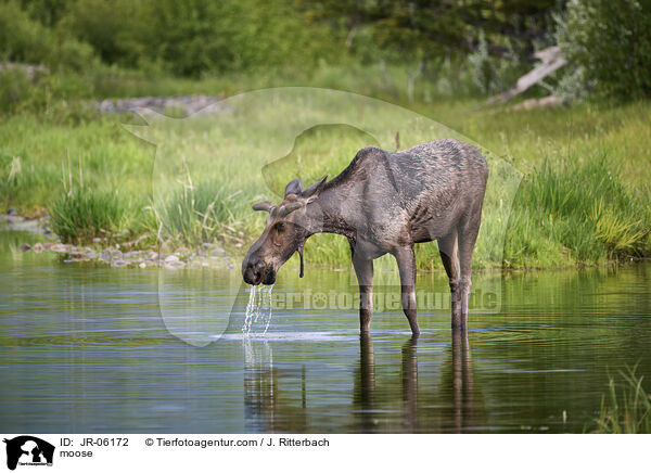 moose / JR-06172