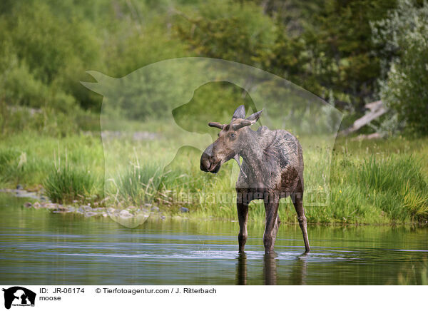 moose / JR-06174