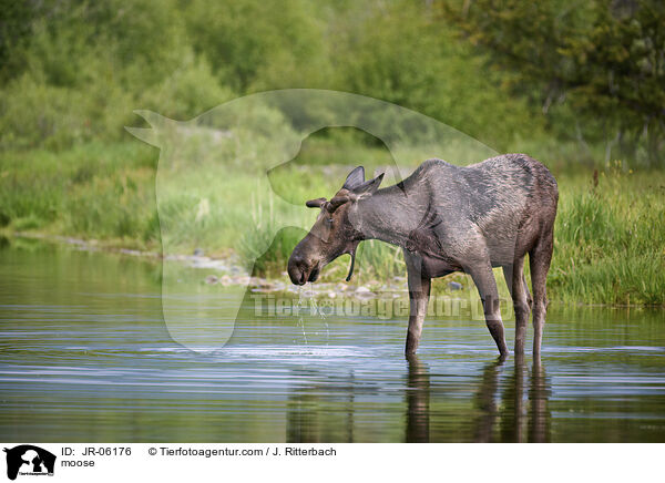 Elch / moose / JR-06176