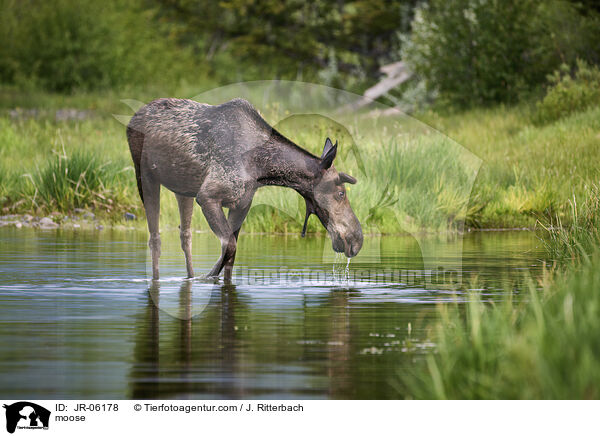 Elch / moose / JR-06178