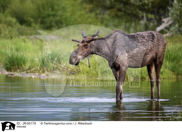 Elch / moose / JR-06179