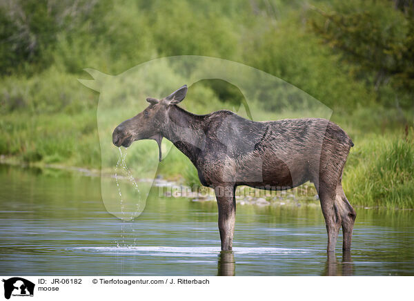 moose / JR-06182