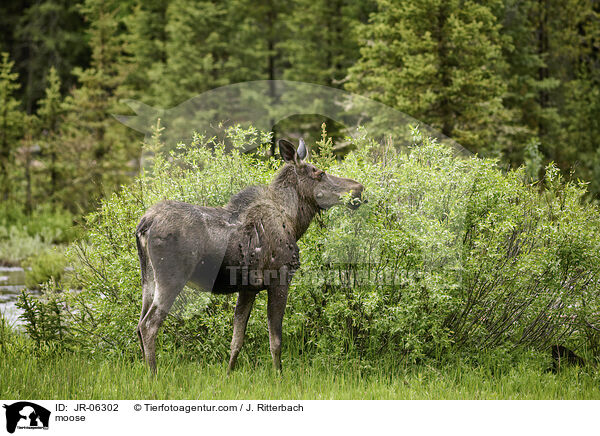 moose / JR-06302