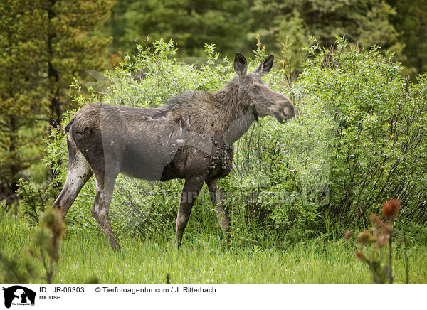 moose / JR-06303