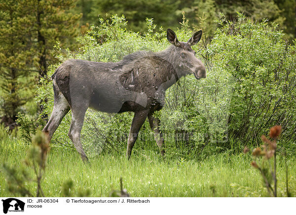 Elch / moose / JR-06304