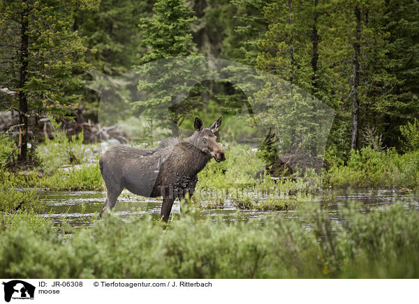 Elch / moose / JR-06308