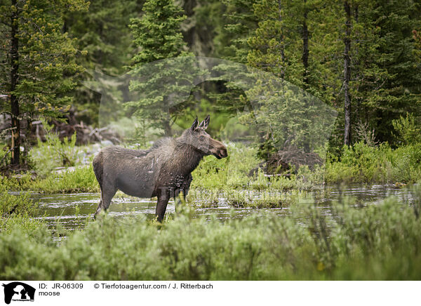 moose / JR-06309