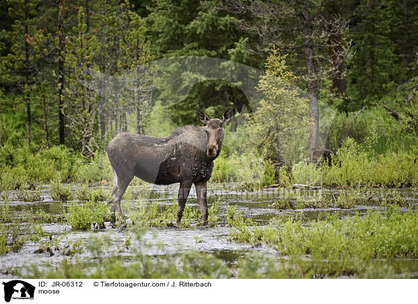 moose / JR-06312