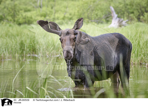 moose / JR-06509