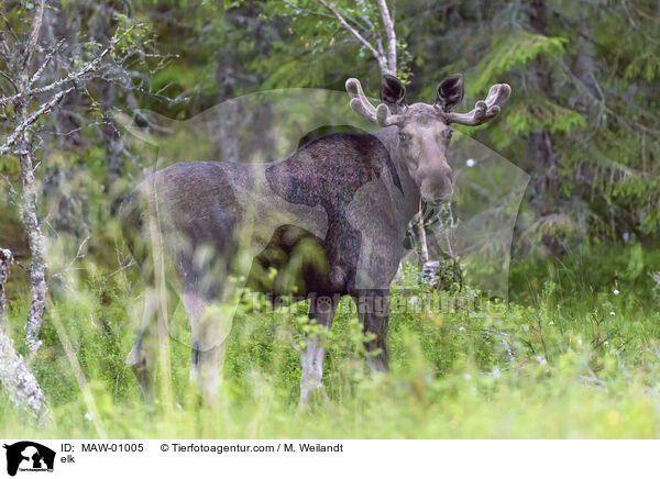 Elch / elk / MAW-01005
